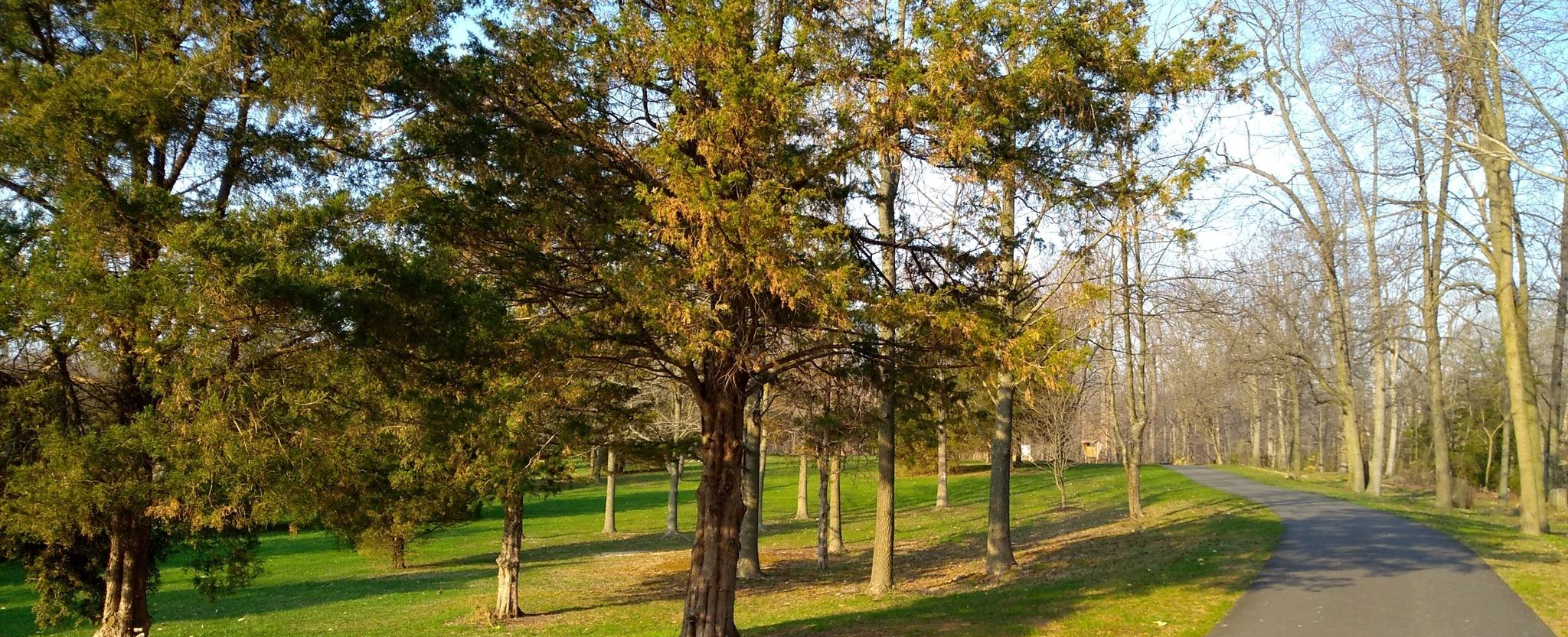 mantua-tree-removal